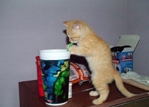 Drinking cat